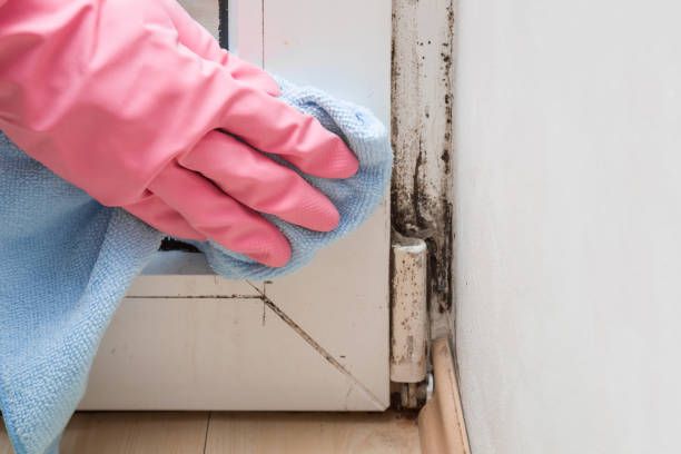 Best Industrial Mold Remediation  in Santa Barbara, CA